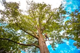 How Our Tree Care Process Works  in  Lake Landor, VA